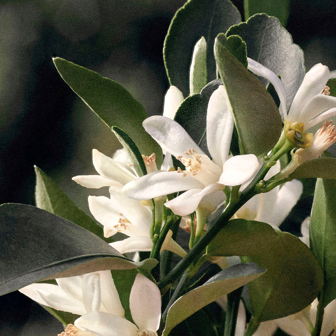 Chloé Rose Naturelle Ricarica