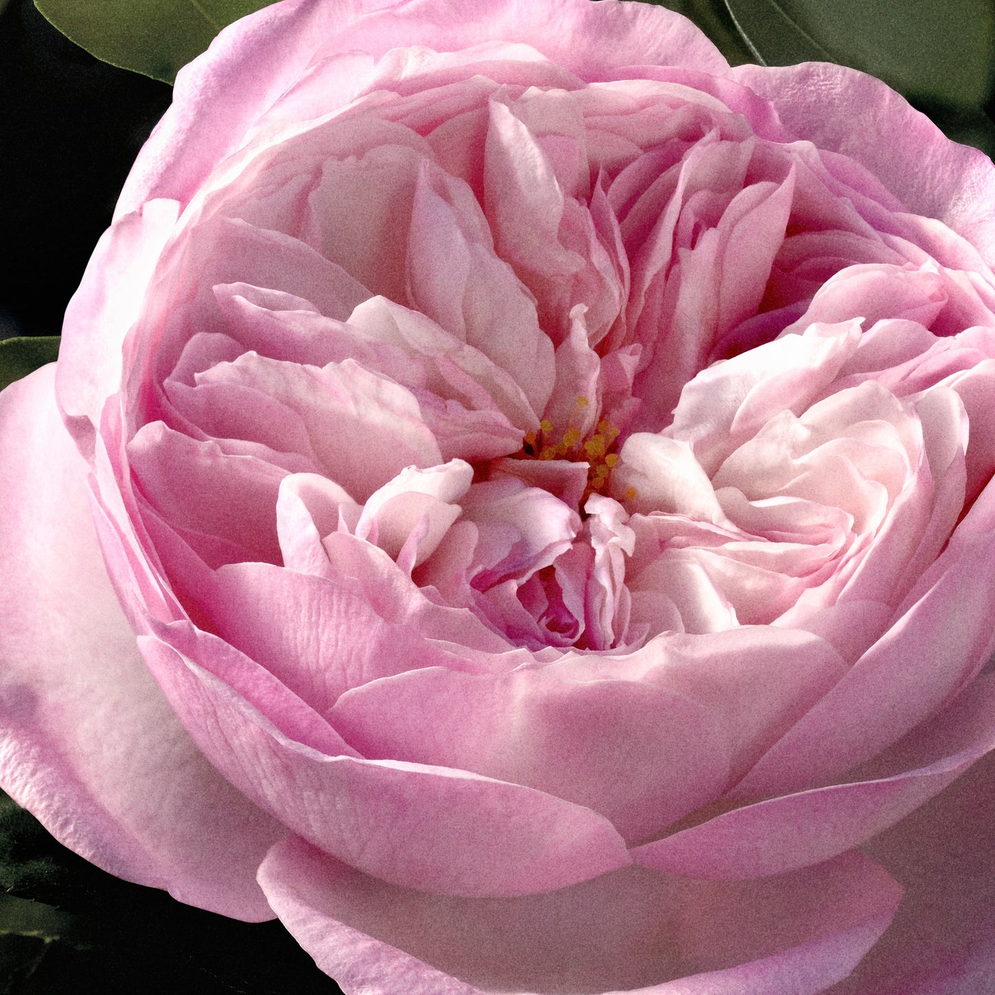 Chloé Rose Naturelle Intense Ricarica