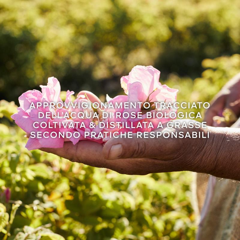 Aqua Allegoria Harvest Rosa Rossa