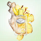 Les Infusion De Gingembre