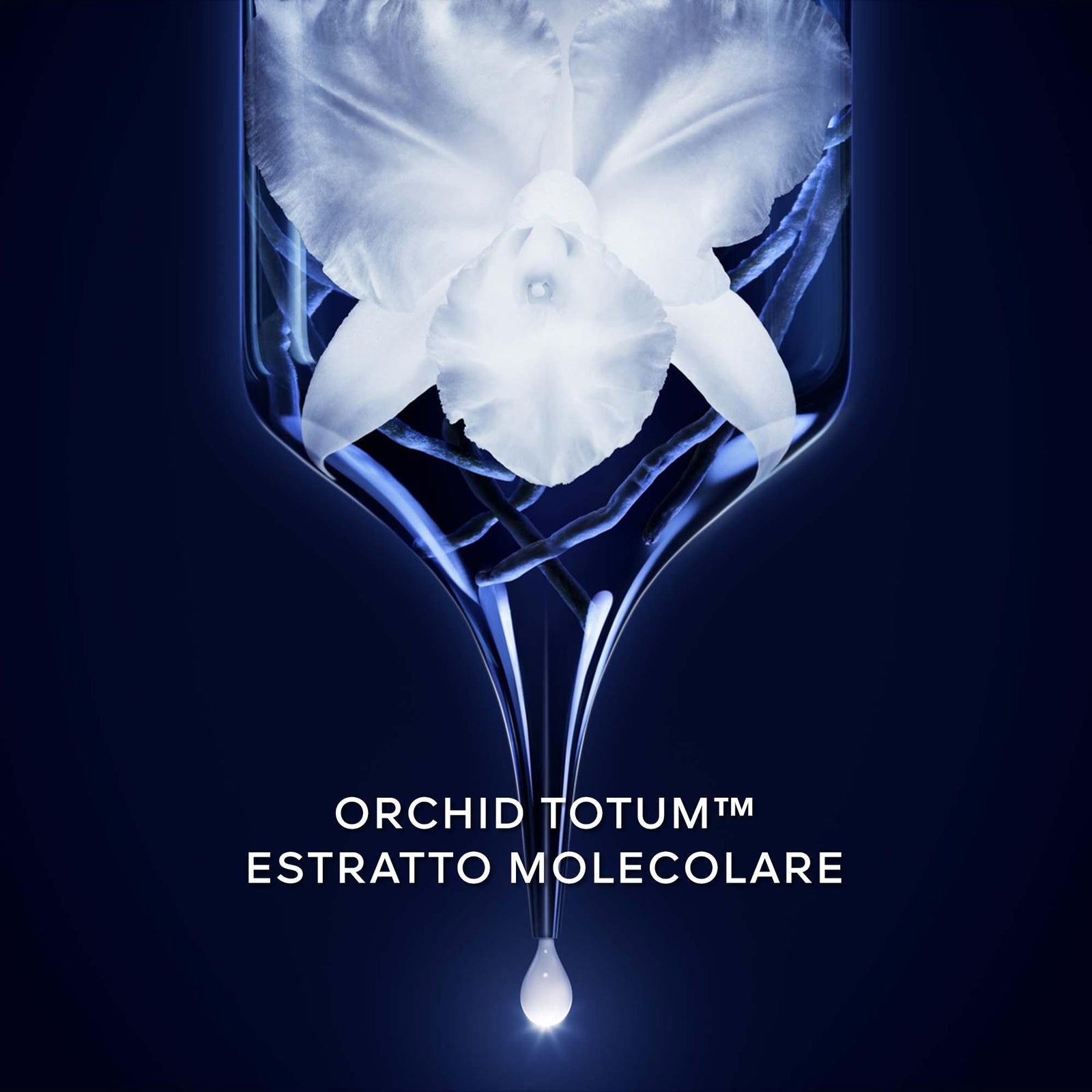 Orchidée Impériale La Mousse En Crème
