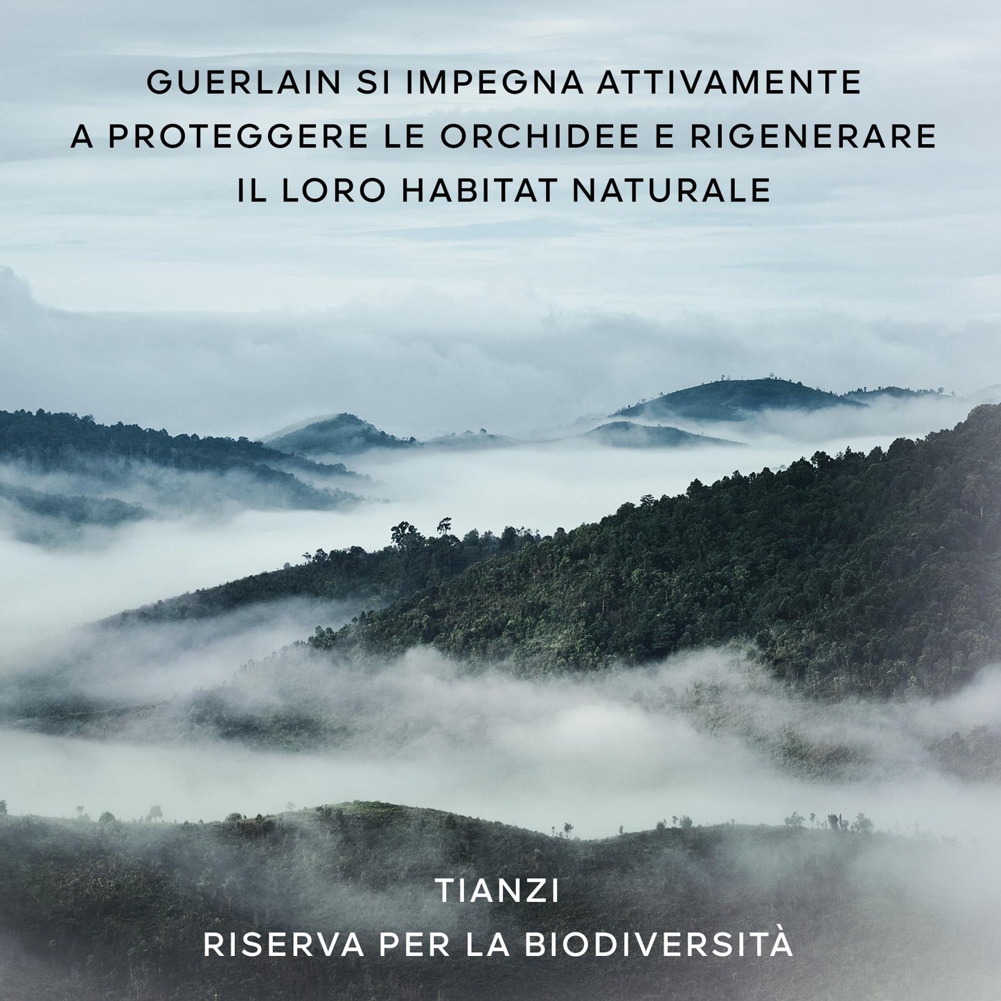 Orchidée Impériale La Mousse En Crème
