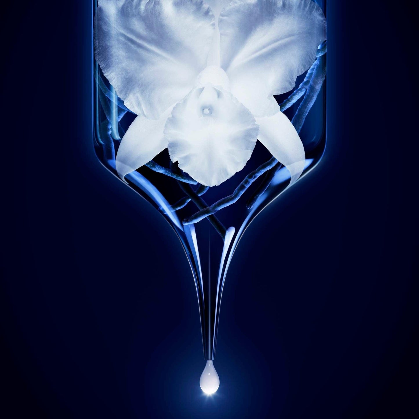 Orchidée Impériale Le Concentré de Longevité