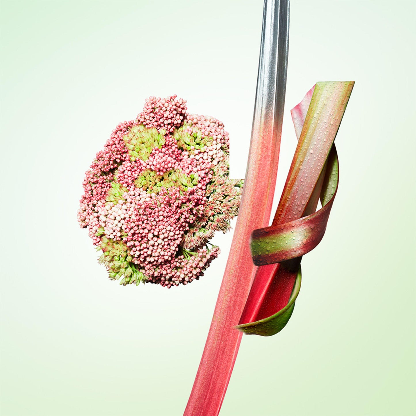 Les Infusions Rhubarbe