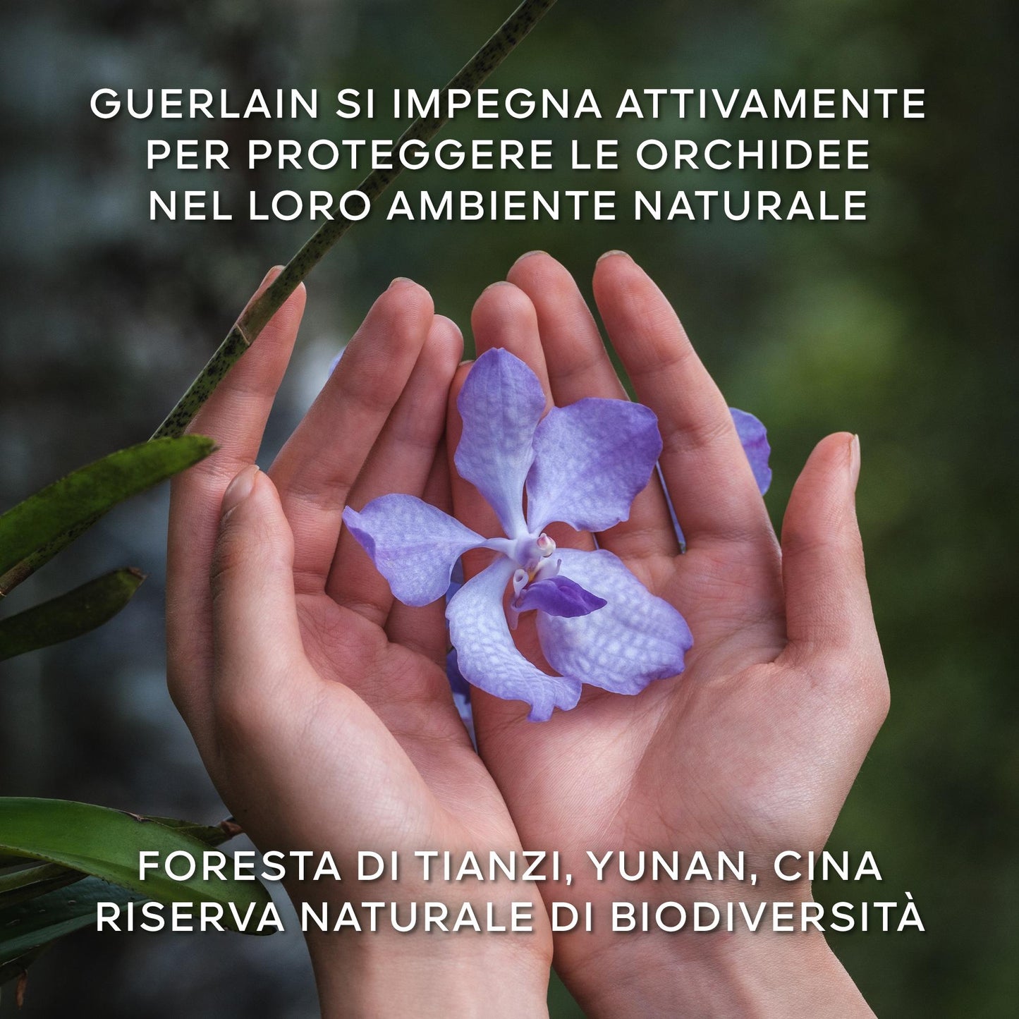 Orchidée Impériale La Crème de Longévité