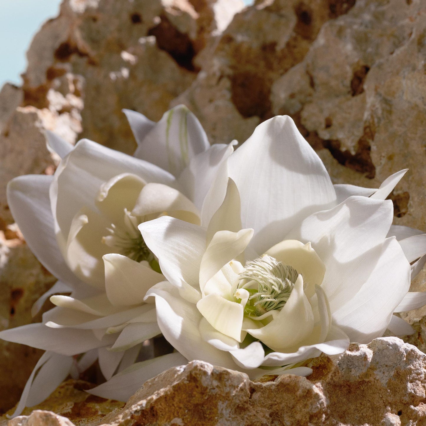 Q Elixir by Dolce&Gabbana Parfum