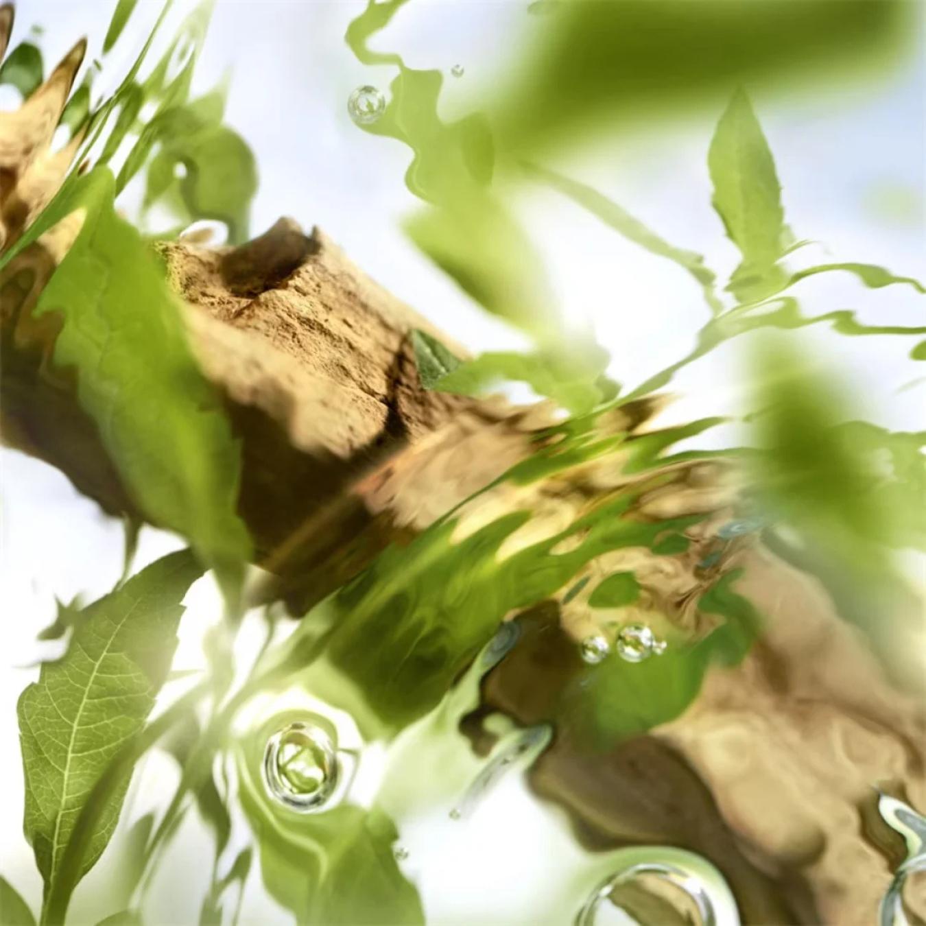 O De Lancome Off Now