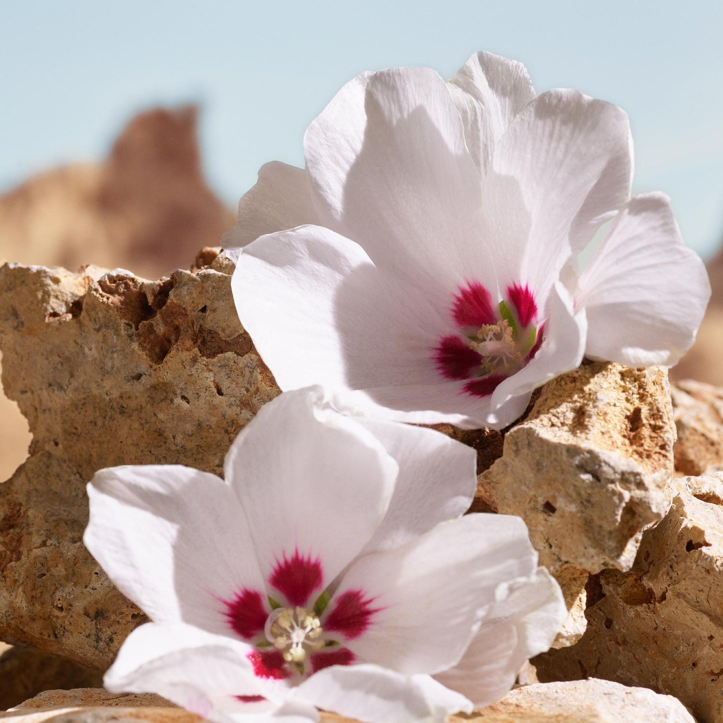 K Elixir by Dolce&Gabbana