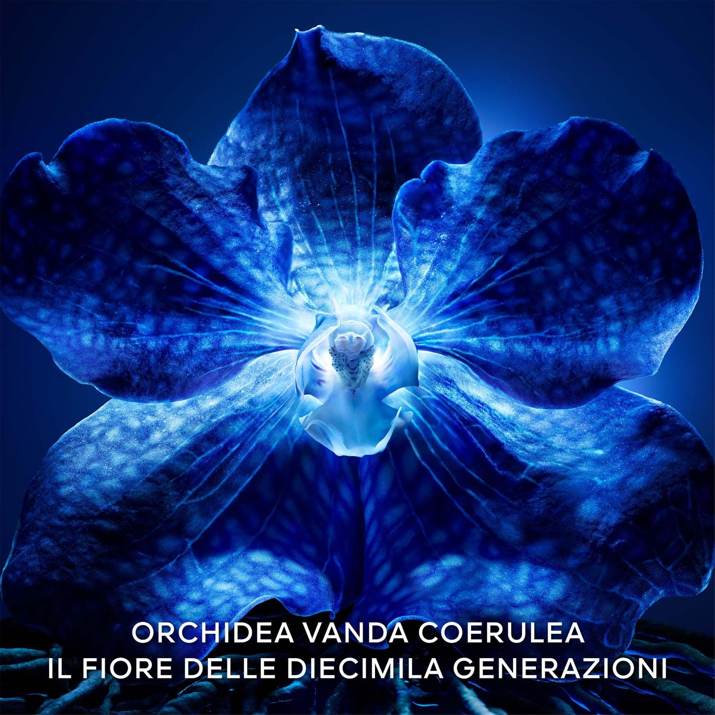 Orchidée Impériale Le Concentré de Longévité