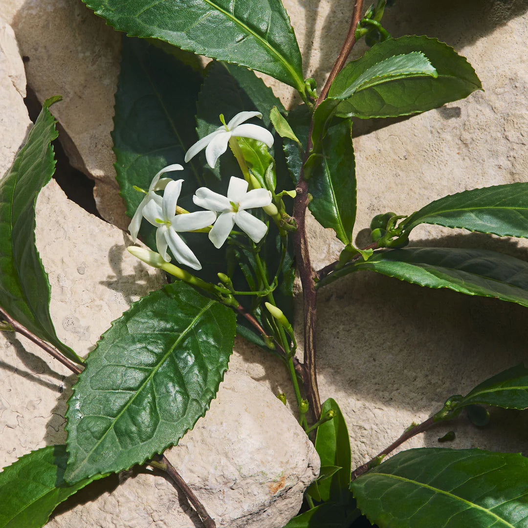Light Blue Capri in Love
