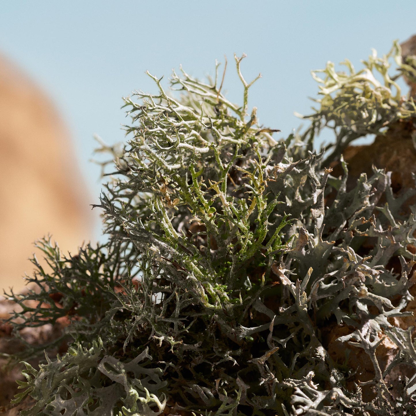 Q Elixir by Dolce&Gabbana Parfum