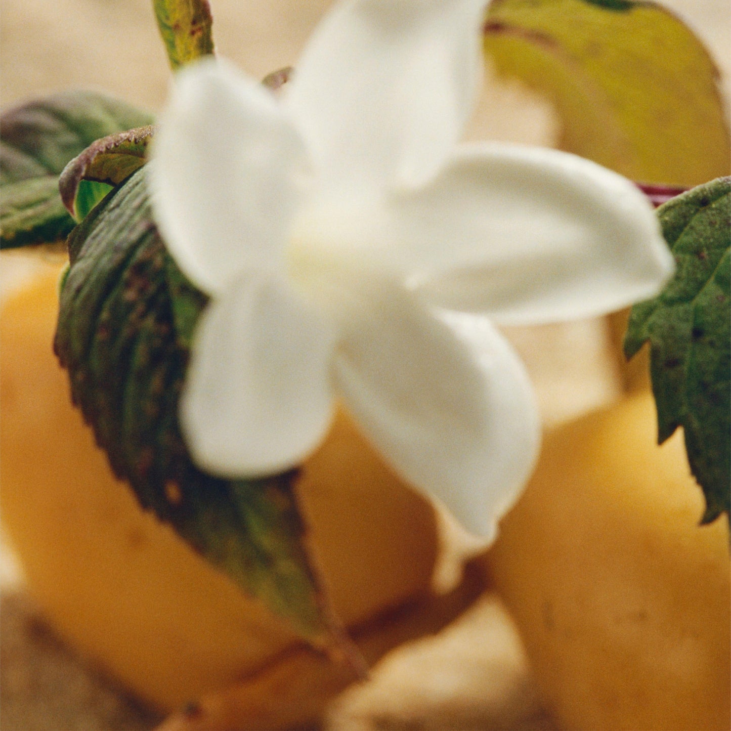 Chloé Nomade Jasmin Naturel Intense