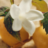 Chloé Nomade Jasmin Naturel Intense