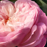 Chloé Rose Naturelle Ricarica