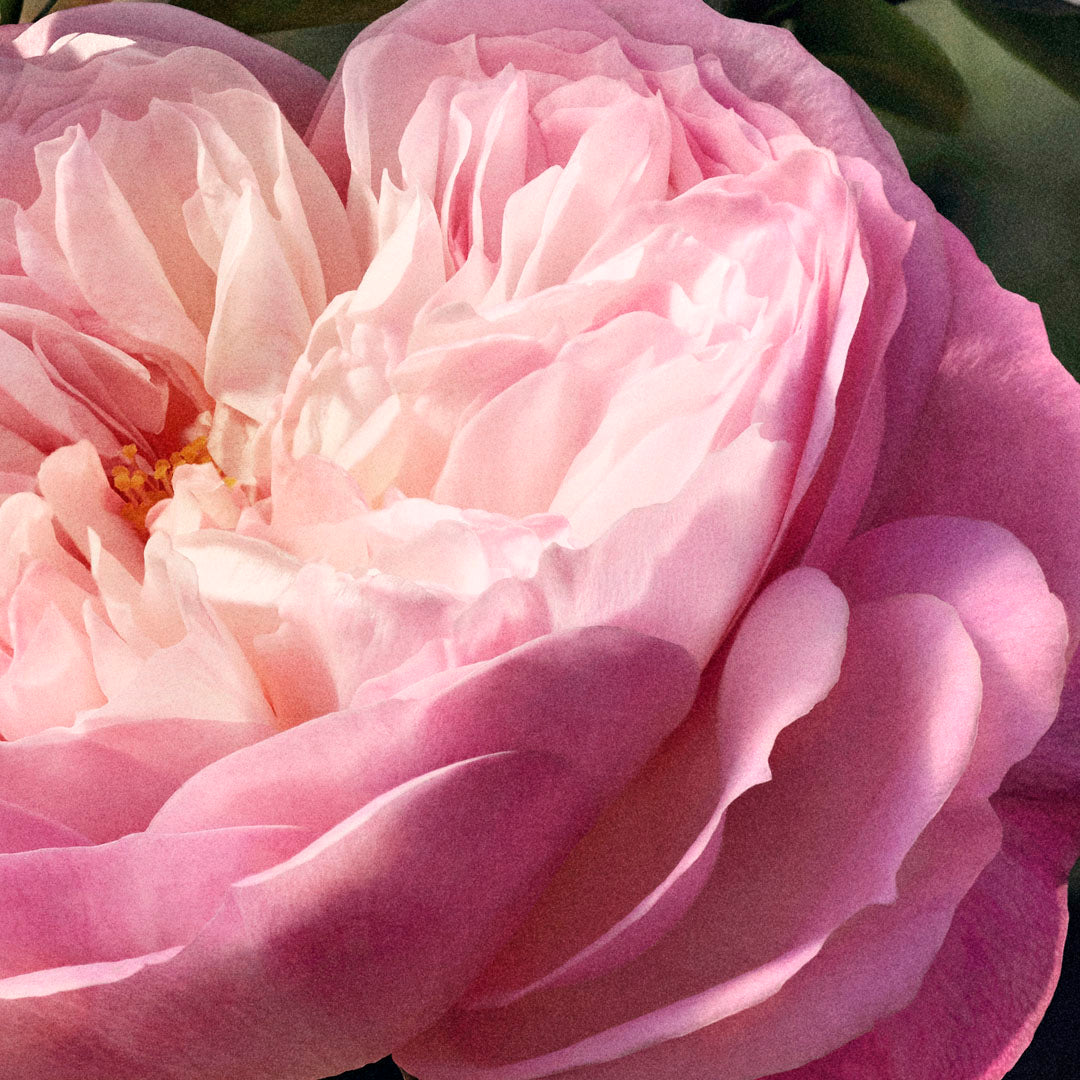 Chloé Rose Naturelle Ricaricabile