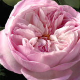 Chloé Rose Naturelle Intense