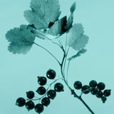Tiffany & Co. Tiffany Sheer