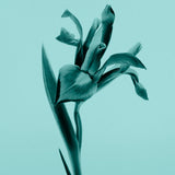 Tiffany & Co. Tiffany Sheer