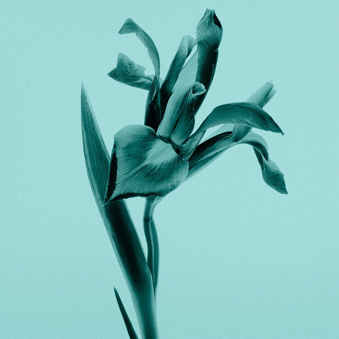 Tiffany & Co. Tiffany Sheer