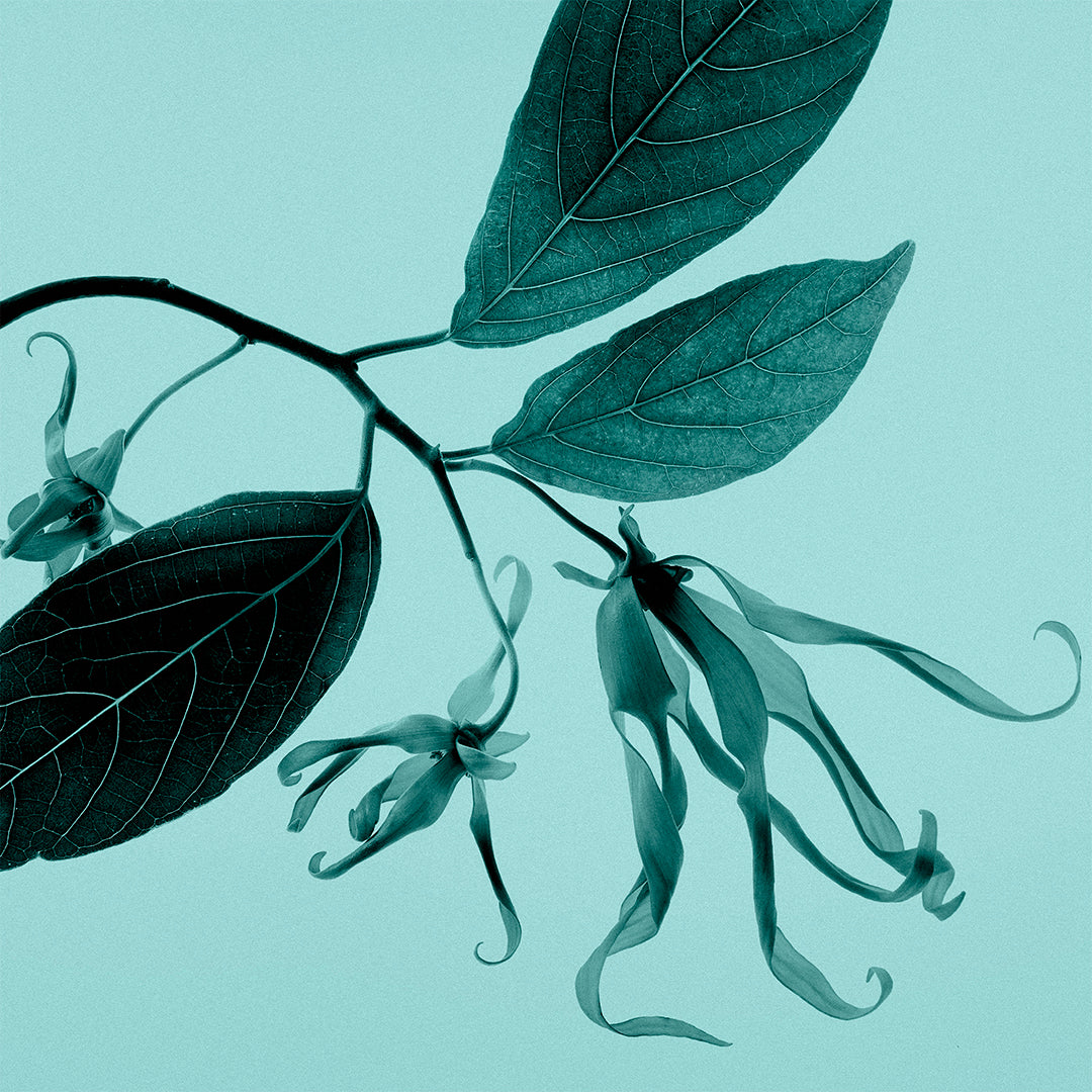 Tiffany & Co. Tiffany Sheer