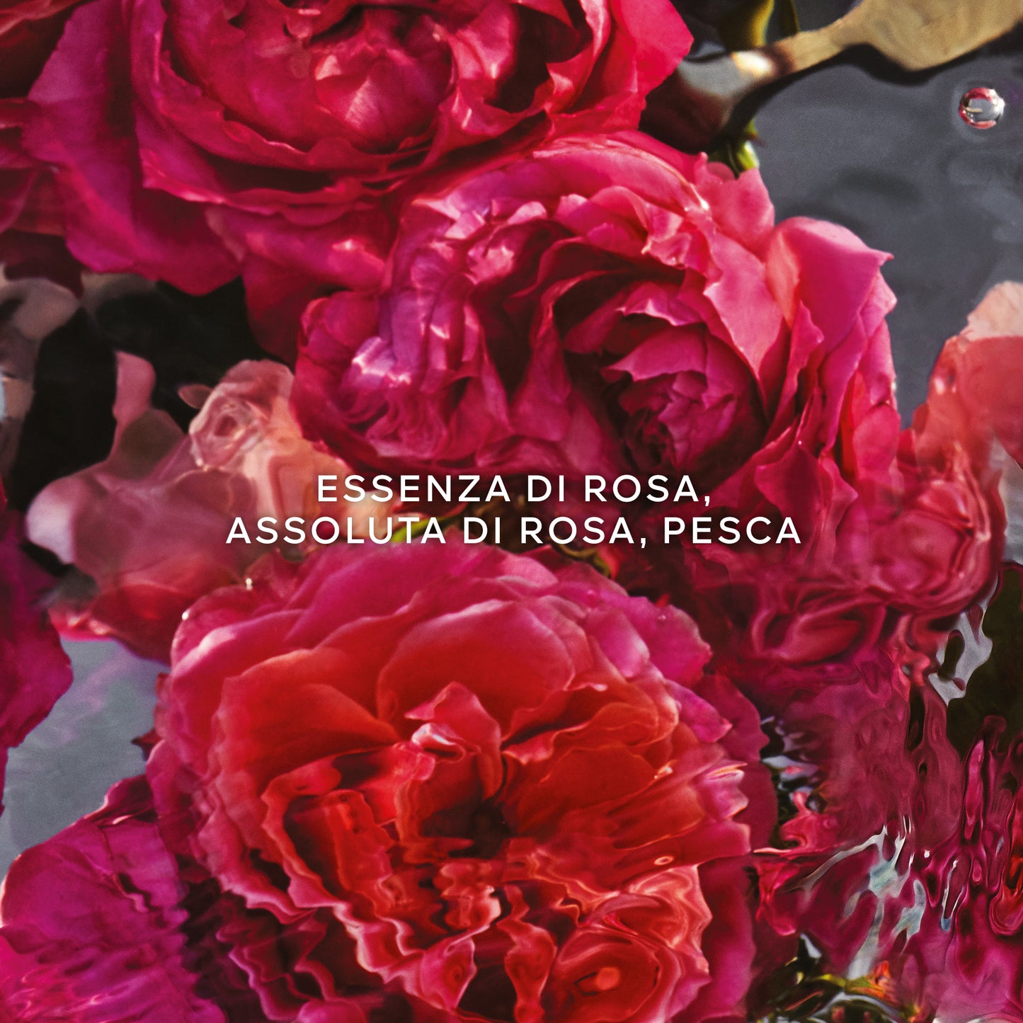 Aqua Allegoria Forte Rosa Rossa